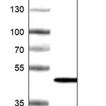 Atlas Antibodies Anti-ADCYAP1R1 Antibody
