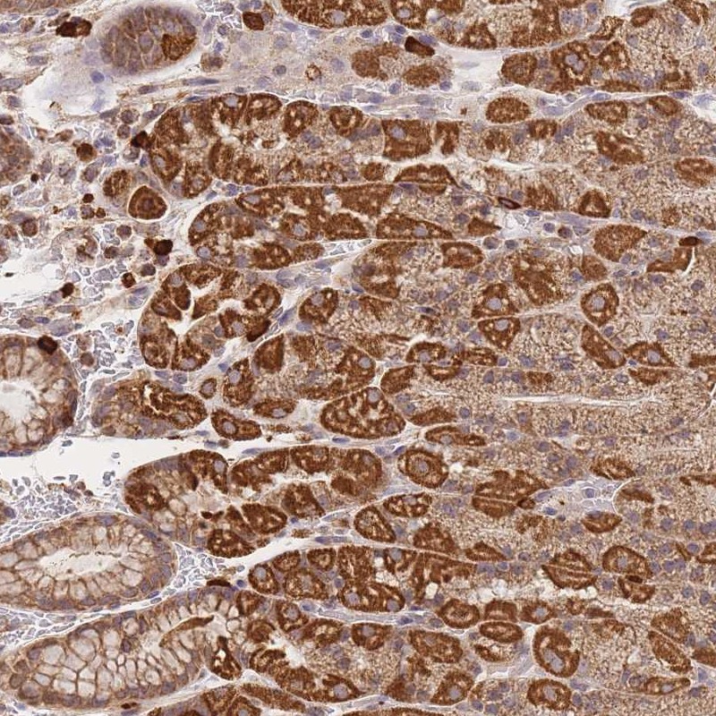 Atlas Antibodies Anti-ADCY9 Antibody