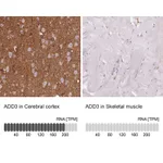 Atlas Antibodies Anti-ADD3 Antibody