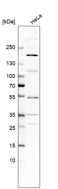 Atlas Antibodies Anti-ADGRB2 Antibody