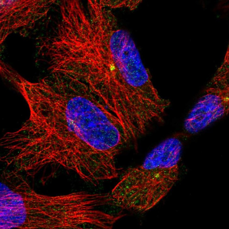 Atlas Antibodies Anti-ADGRB2 Antibody