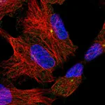 Atlas Antibodies Anti-ADGRB2 Antibody