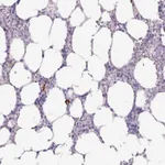 Atlas Antibodies Anti-ADGRE1 Antibody