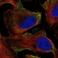 Atlas Antibodies Anti-ADGRD1 Antibody