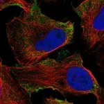 Atlas Antibodies Anti-ADGRD1 Antibody