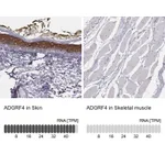 Atlas Antibodies Anti-ADGRF4 Antibody
