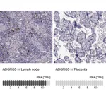 Atlas Antibodies Anti-ADGRG5 Antibody