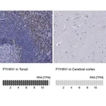 Merck Anti-PYHIN1 antibody produced in rabbit