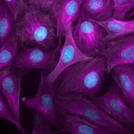 Thermo Fisher Scientific Donkey anti-Goat IgG (H+L) Highly Cross-Adsorbed Secondary Antibody, Alexa Fluor Plus 647