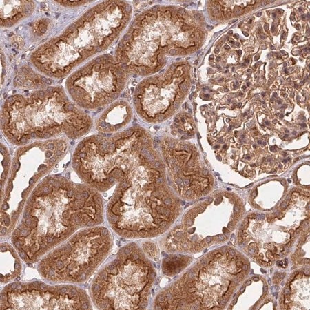 Merck Anti-USE1 antibody produced in rabbit