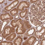Merck Anti-USE1 antibody produced in rabbit