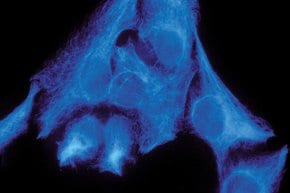 Merck IMMUNOPROBE BIOTINYLATION KIT