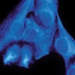 Merck IMMUNOPROBE BIOTINYLATION KIT