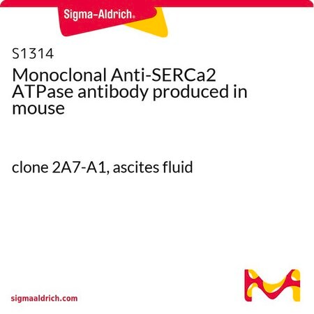 Merck Monoclonal Anti-SERCa2 ATPase antibody produced in mouse