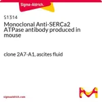 Merck Monoclonal Anti-SERCa2 ATPase antibody produced in mouse