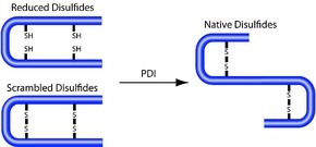 Merck PROTEIN DISULFIDE ISOMERASE FROM BOVINE