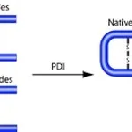 Merck PROTEIN DISULFIDE ISOMERASE FROM BOVINE