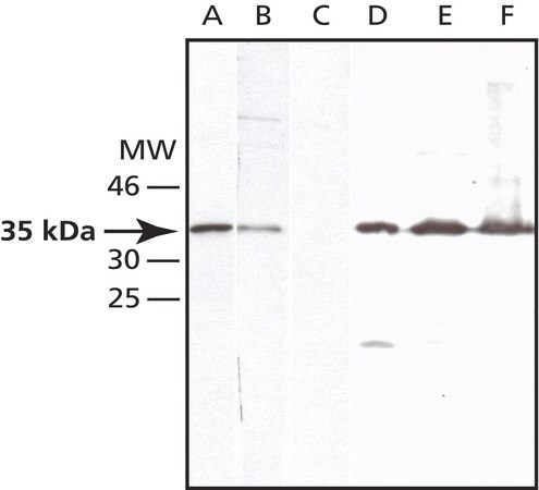 Merck Anti-Syntaxin 7 antibody produced in rabbit