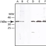 Merck Anti-Syntaxin 7 antibody produced in rabbit
