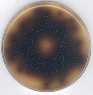 Merck Bile Esculin AgarNutriSelect Plus