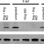 Merck ANTI-GAMMA TUBULIN, DEVELOPED IN RABBIT