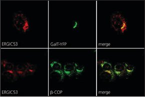 Merck ANTI-ERGIC-53/P58