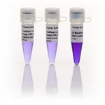 Thermo Fisher Scientific FastRuler High Range DNA Ladder, ready-to-use