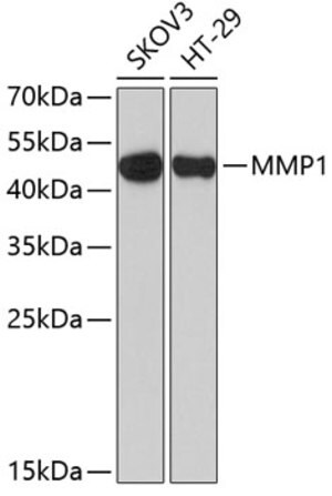 Merck ANTI-MMP1 ANTIBODY PRODUCED IN RABBIT