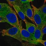 Merck Anti-MAP2 antibody produced in rabbit