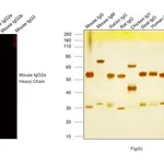 Thermo Fisher Scientific Goat anti-Mouse IgG2a Cross-Adsorbed Secondary Antibody, Alexa Fluor 568
