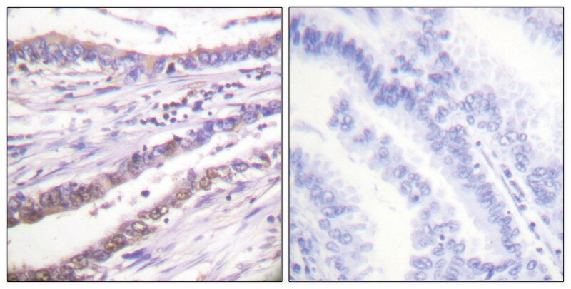 Merck Anti-Cyclin A antibody produced in rabbit