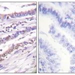 Merck Anti-Cyclin A antibody produced in rabbit