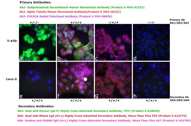 Thermo Fisher Scientific Goat anti-Human IgG Fc Highly Cross-Adsorbed Secondary Antibody, FITC