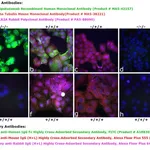 Thermo Fisher Scientific Goat anti-Human IgG Fc Highly Cross-Adsorbed Secondary Antibody, FITC