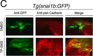 Merck RABBIT ANTI-PAN CADHERIN