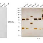 Thermo Fisher Scientific Goat anti-Rabbit IgG (H+L) Highly Cross-Adsorbed Secondary Antibody, HRP