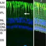 Merck ANTI-GLIAL FIBRILLARY ACIDIC PROTEIN&