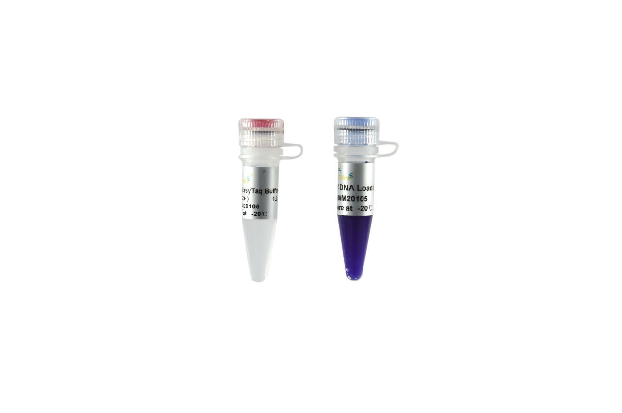 EasyTaq® DNA Polymerase for PAGE (with 2.5 mM dNTPs)