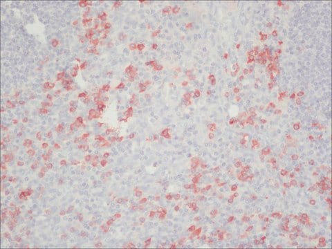 Merck ANTI-HUMAN IGG (FC SPECIFIC) PEROXIDASE