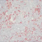 Merck ANTI-HUMAN IGG (FC SPECIFIC) PEROXIDASE