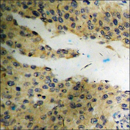 Merck Anti-phospho-Vimentin (pSer56) antibody produced in rabbit