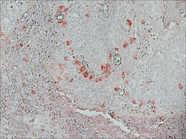 Merck Monoclonal Anti-Biotin-Peroxidase antibody produced in mouse