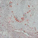 Merck Monoclonal Anti-Biotin-Peroxidase antibody produced in mouse