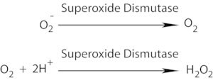 Merck SUPEROXIDE DISMUTASE, RECOMBINANT BOVINE