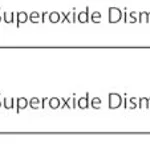 Merck SUPEROXIDE DISMUTASE, RECOMBINANT BOVINE