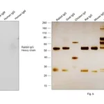 Thermo Fisher Scientific Donkey anti-Rabbit IgG (H+L) Highly Cross-Adsorbed Secondary Antibody, HRP