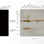 Thermo Fisher Scientific Goat anti-Guinea Pig IgG (H+L) Highly Cross-Adsorbed Secondary Antibody, Alexa Fluor 633