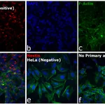 Thermo Fisher Scientific F(ab`)2-Rabbit anti-Mouse IgG (H+L) Cross-Adsorbed Secondary Antibody, Alexa Fluor 594
