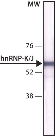 Merck Monoclonal Anti-hnRNP-K/J antibody produced in mouse