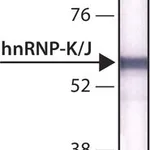 Merck Monoclonal Anti-hnRNP-K/J antibody produced in mouse